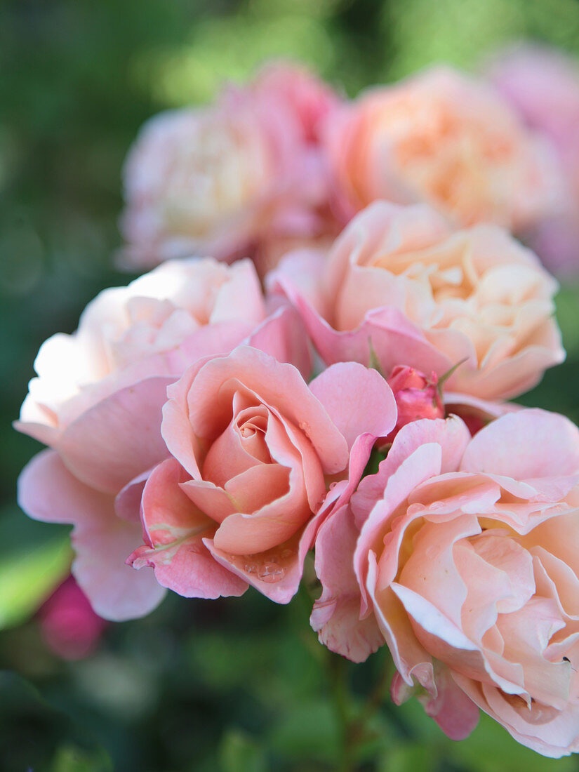 Blüten von Rose 'Marie Curie'