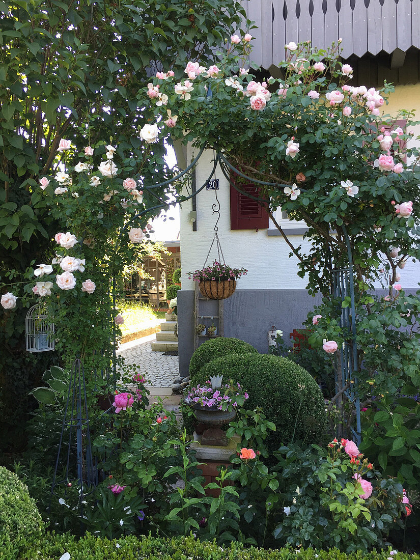 Clipped box bushes, roses and climbing roses in front garden