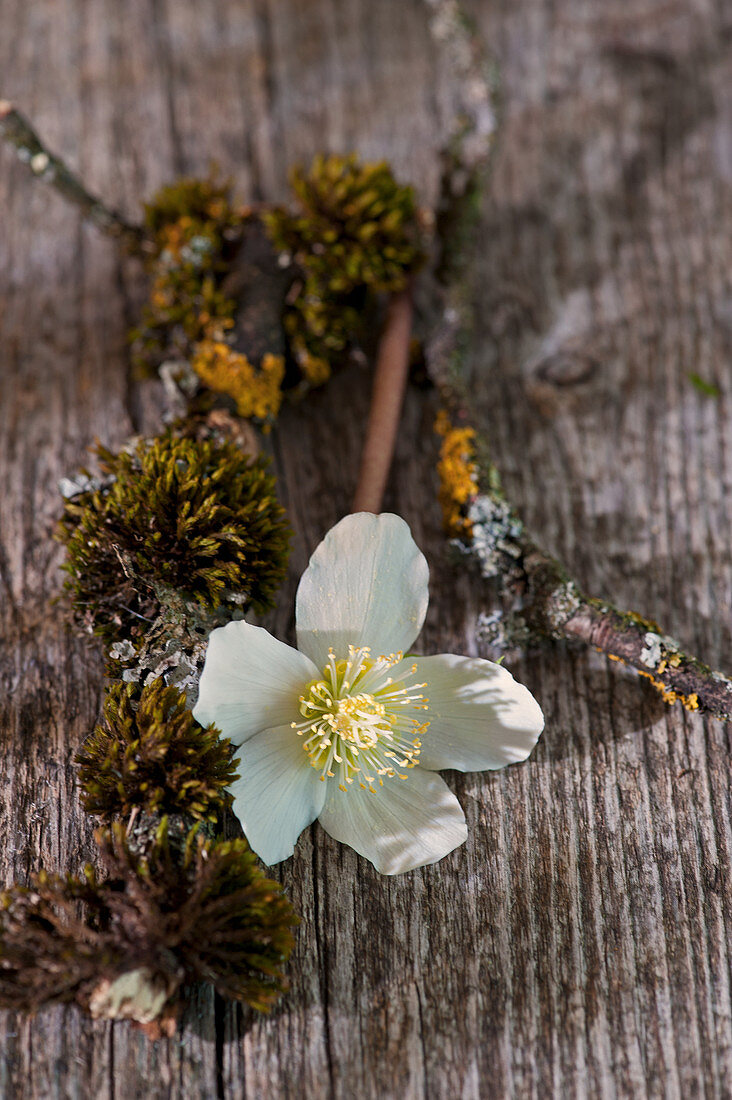 Christrose - einzelne Blüte mit Moos und Zweig