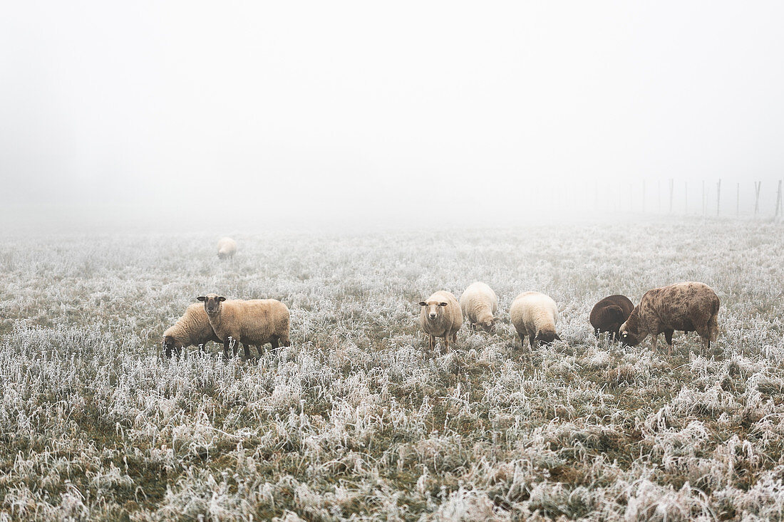 Schafe auf der Weide mit Raureif