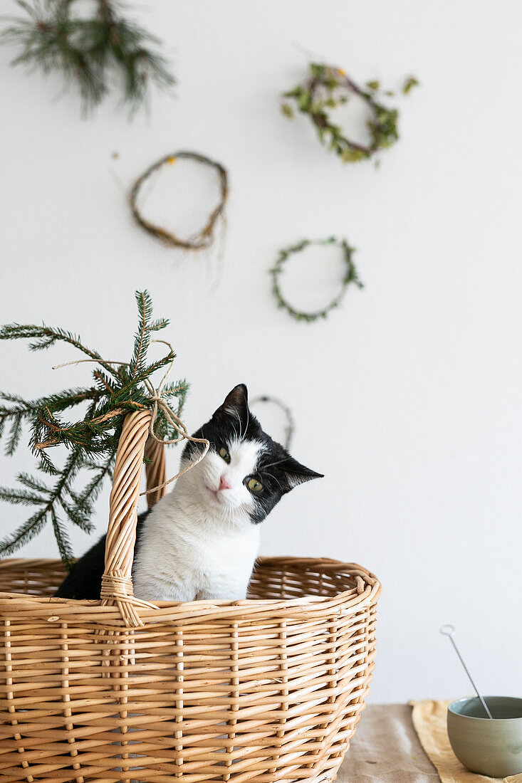 Cat sitting in basket decorated for Christmas