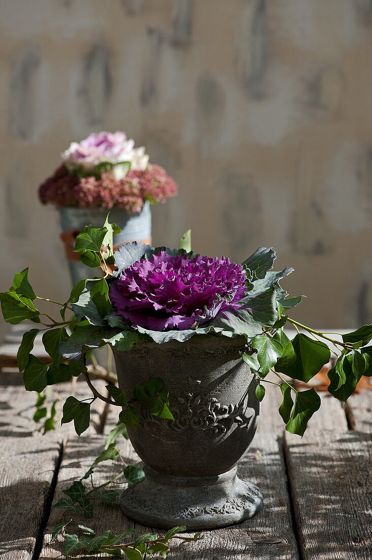 Purple ornamental cabbage in pot decorated with ivy tendrils