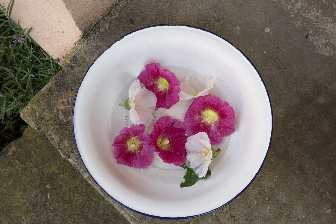 Lila und weiße Blüten von Stockrose in weißer Schale