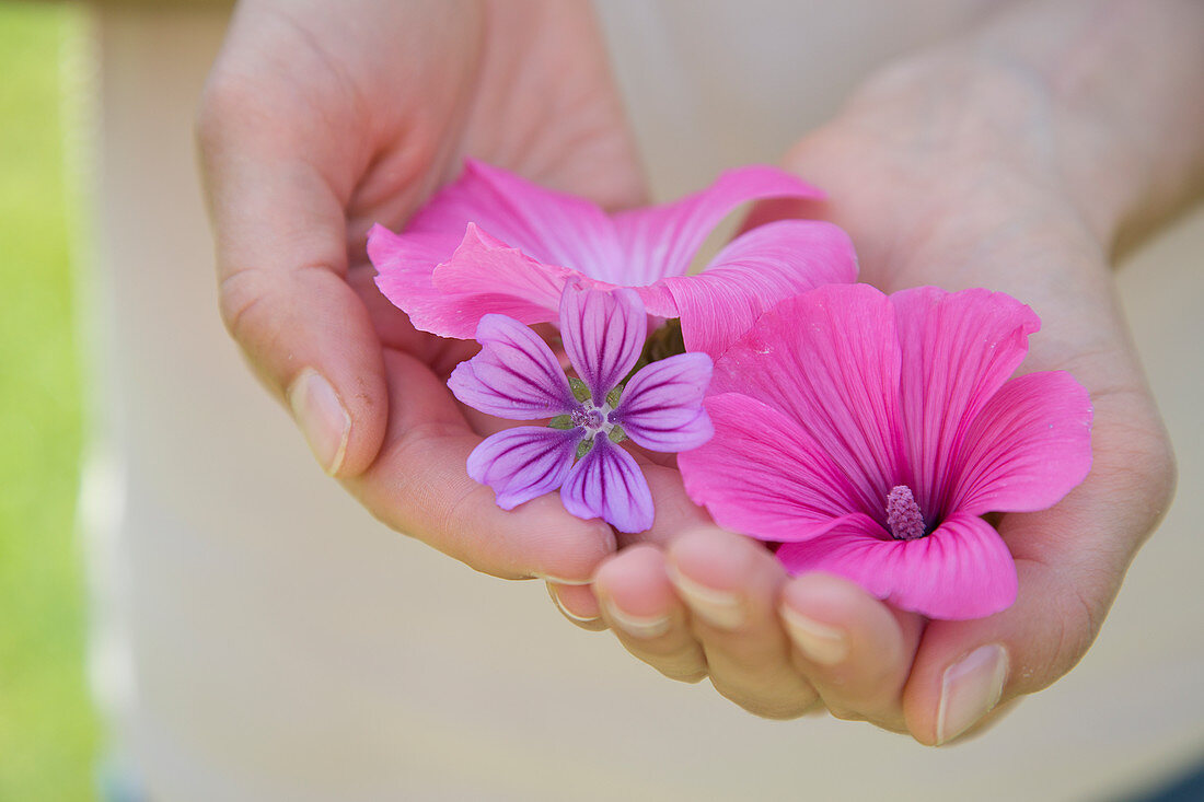 Hände halten Blüten von Bechermalve und wilder Malve