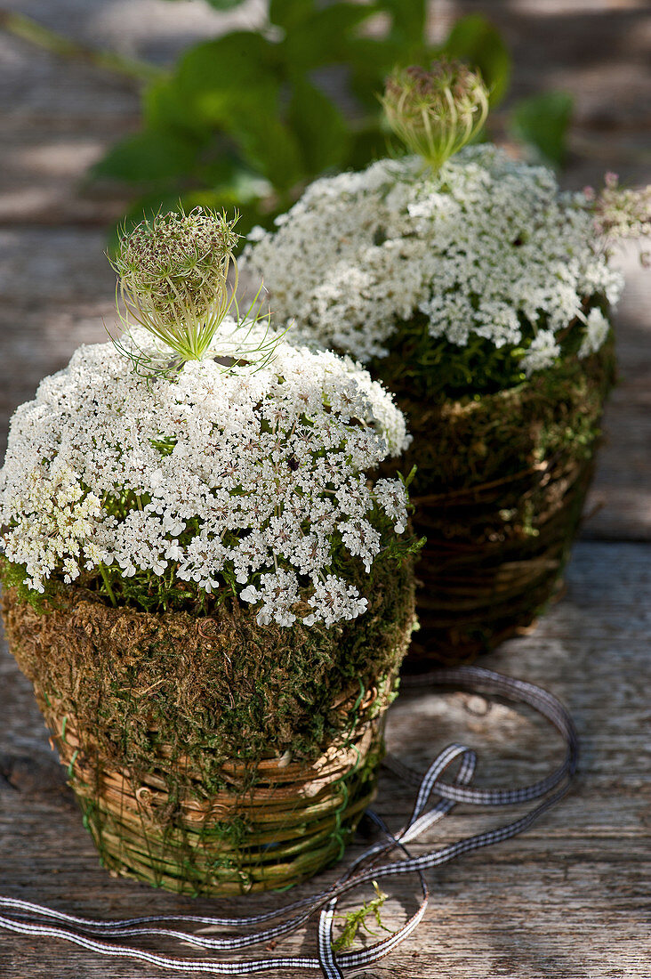 Arrangements of Queen Anne's lace and moss in baskets