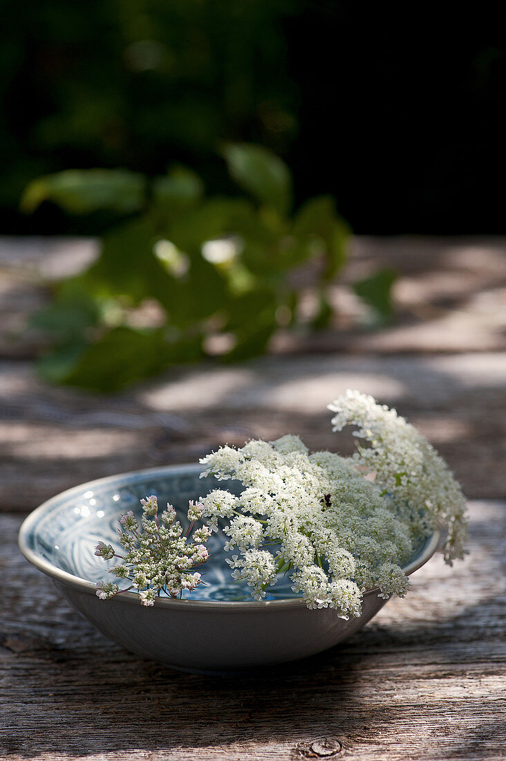 Queen Anne's lace in dish