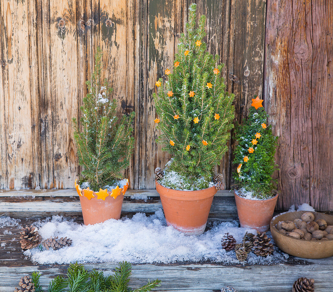 Small potted conifers decorated with decorations cut out of orange peel