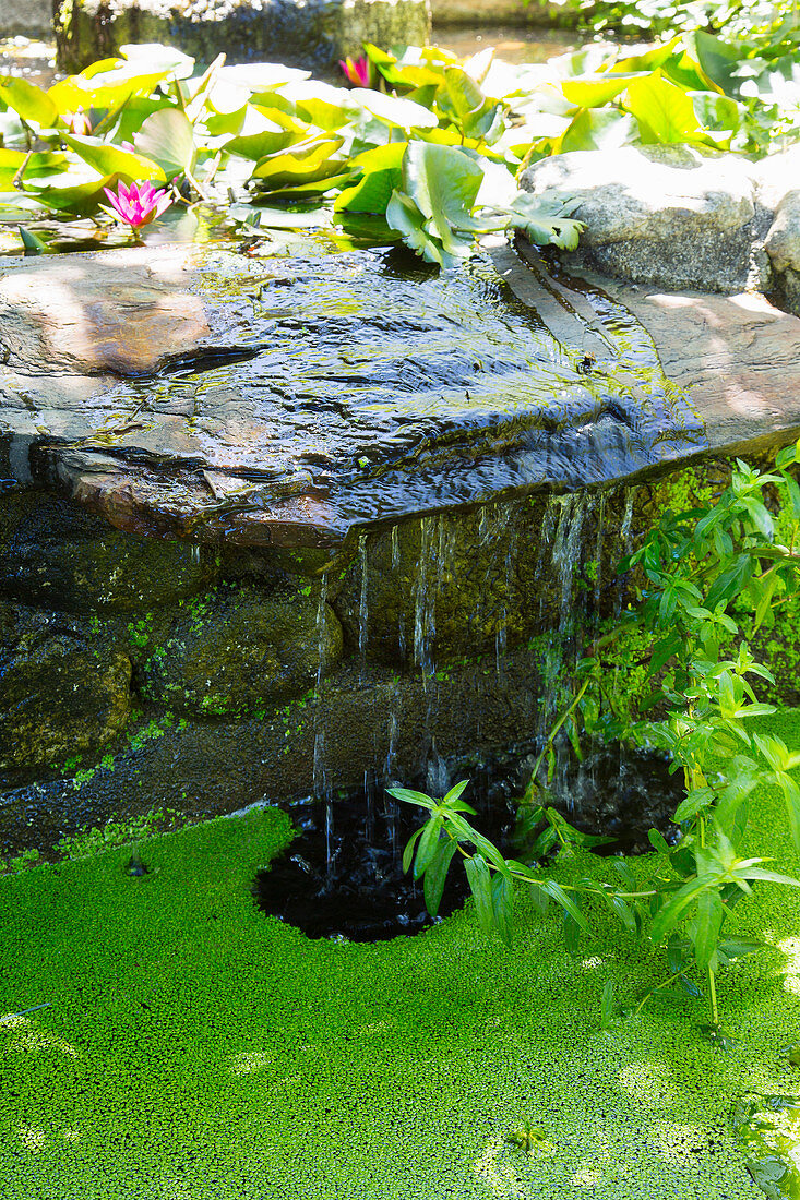 Kleiner Wasserfall in einem Teich mit Seerosen und Wasserlinsen