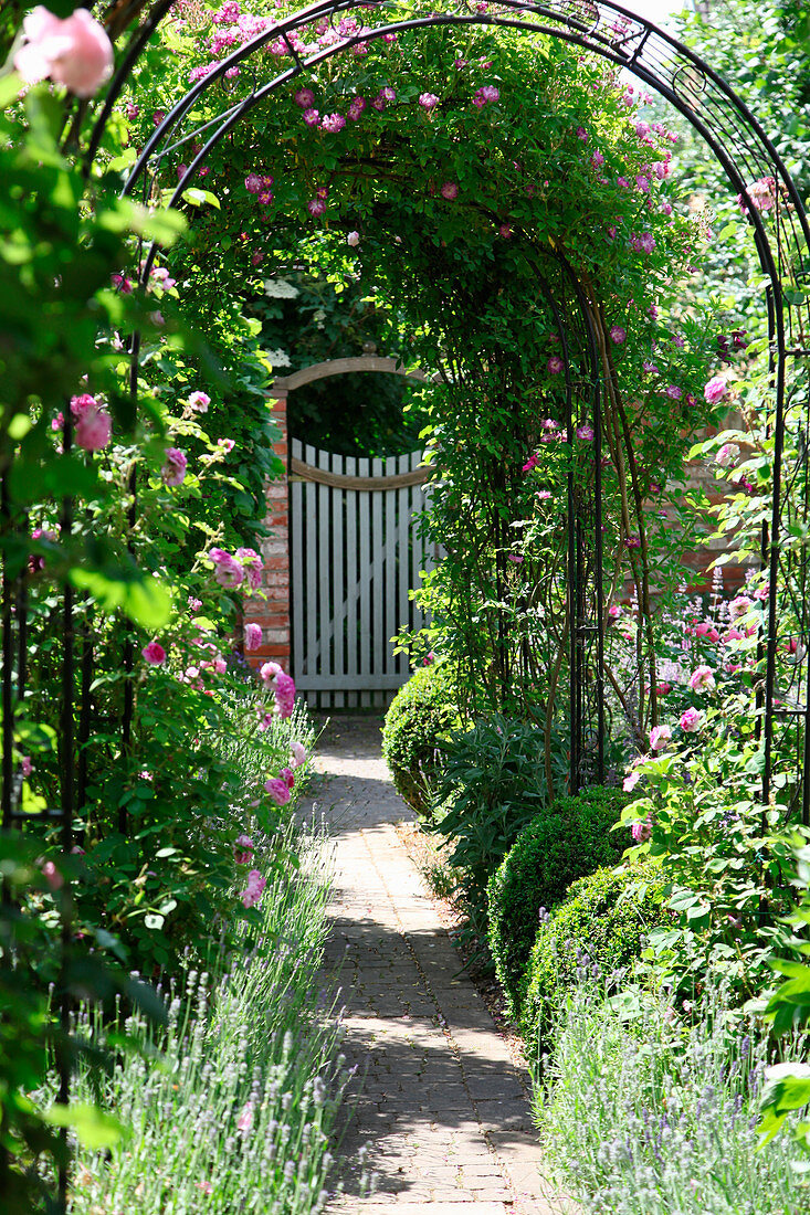 Garden path under a rose arch with climbing roses, lavender, and boxwood in the bed