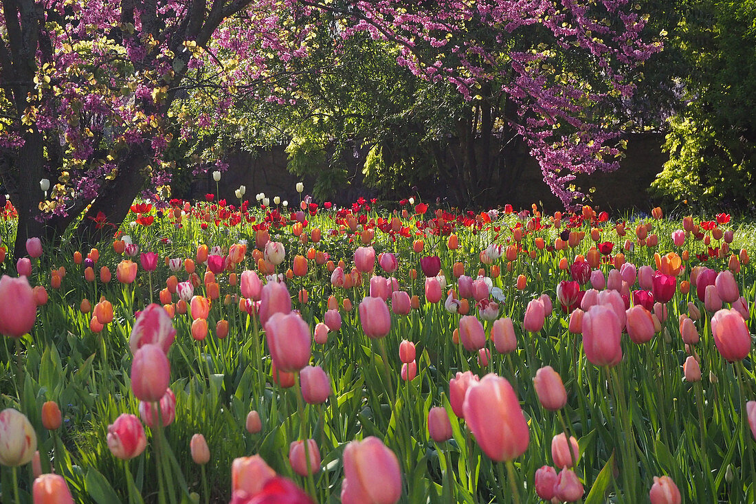 Field of flowering tulips below trees