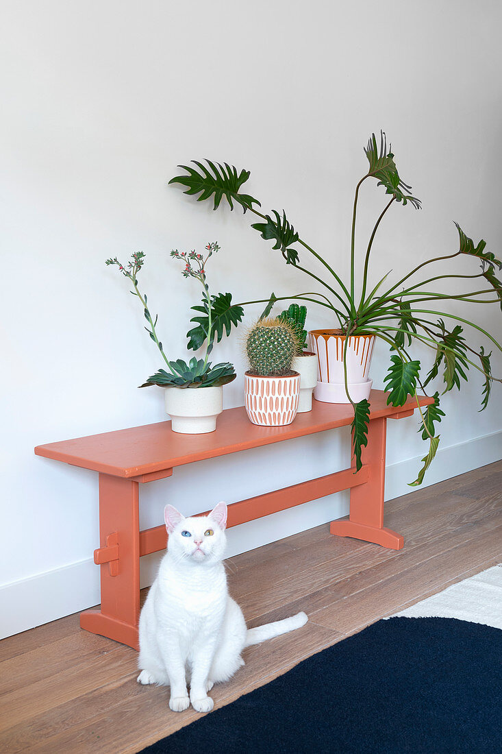 Cat sitting next to philodendron, cactus and succulent on red bench