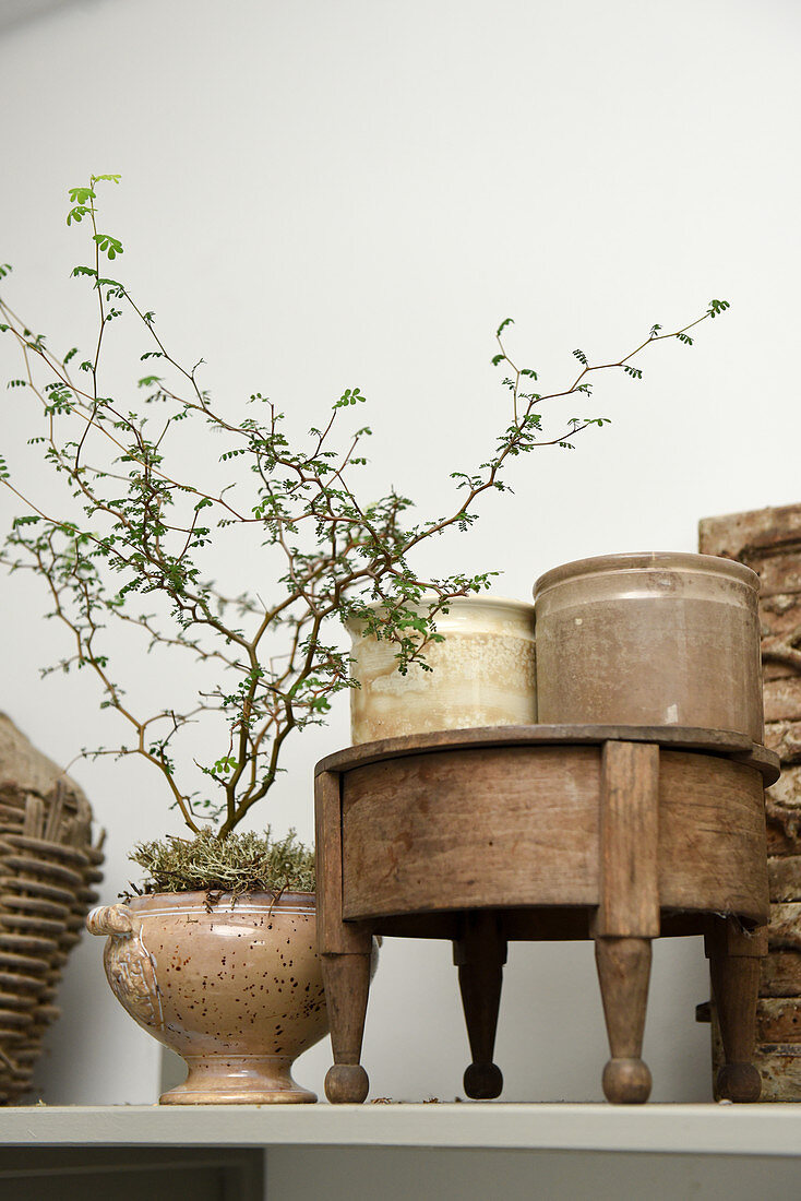 Old earthenware jars with sprigs of leaves