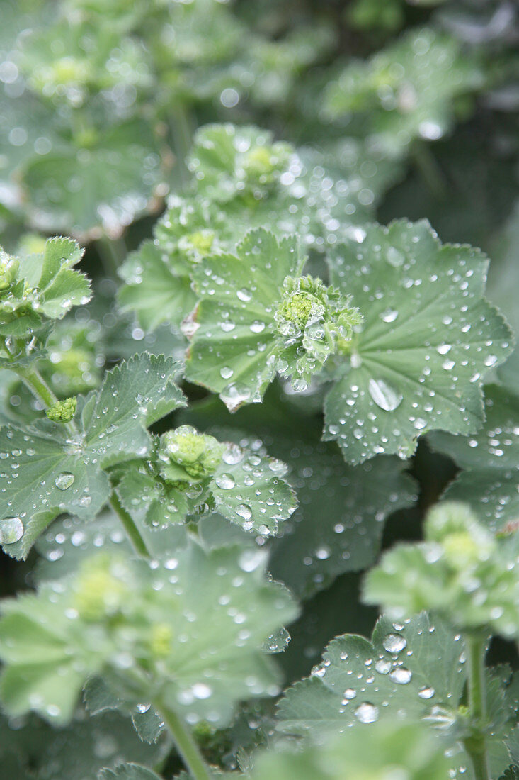 Raindrops on lady's mantle leaves