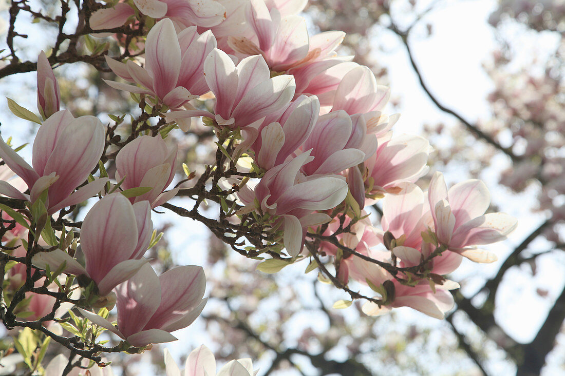 Blühende Tulpenmagnolie