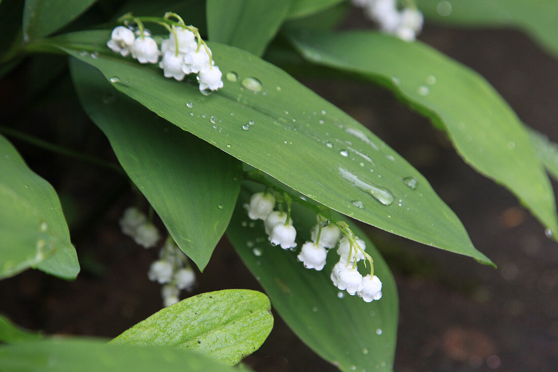Lily of the valley in the rain