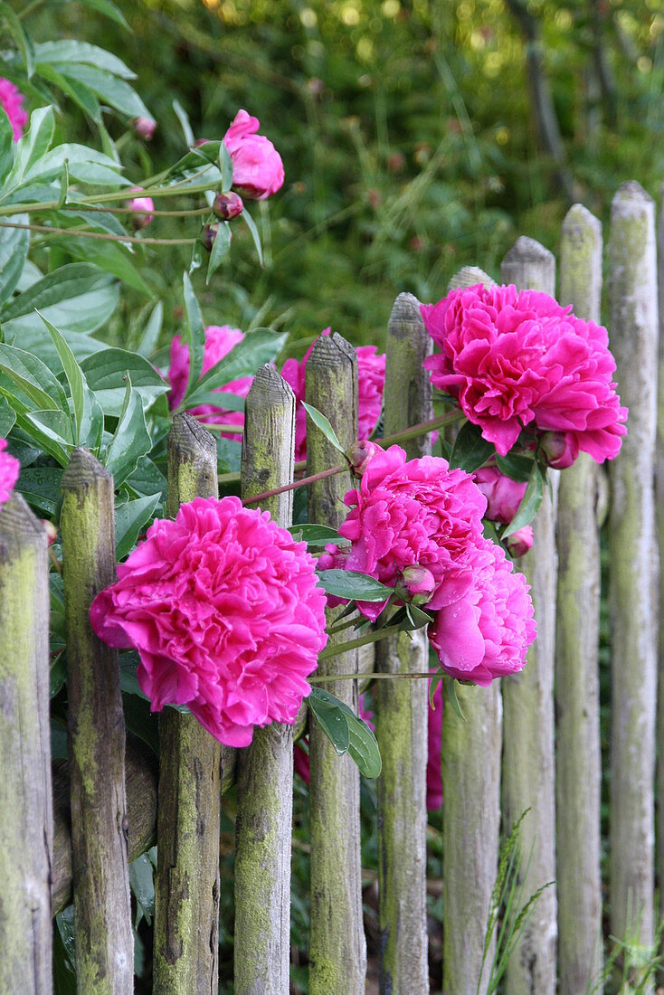 Peonies growing through garden fence