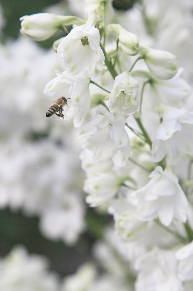 Bee on white delphinium