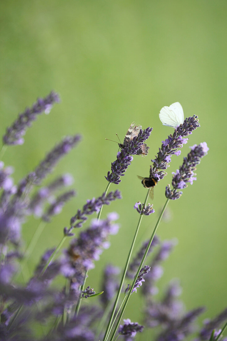 Schmetterlinge und Hummel an Lavendelblüten