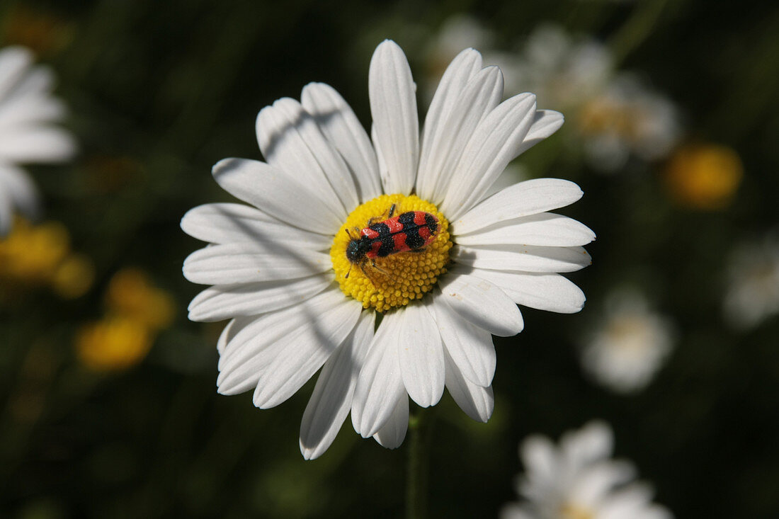 Bee-eating beetle on ox-eye daisy