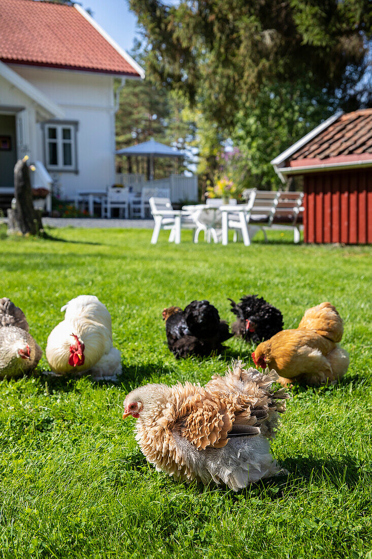 Free range chickens on the lawn in front of the house