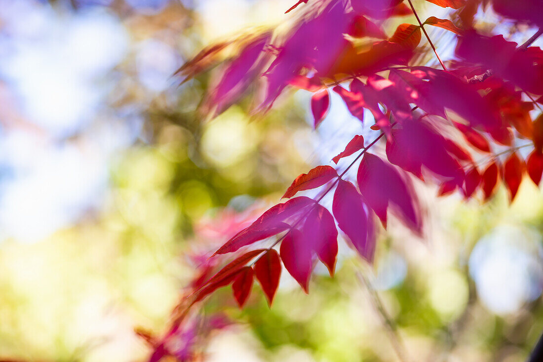 Herbstliche rote Blätter des Persischen Eisenholzbaumes (Parrotia persica)