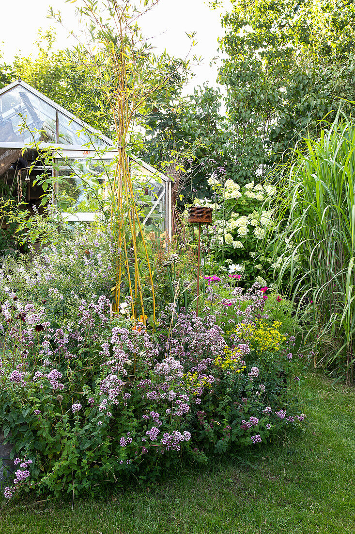 Flowering herbs in front of greenhouse in summer garden