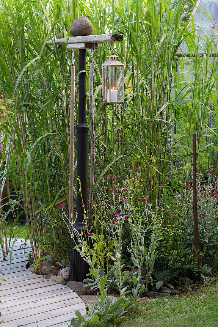 Aufgehängte Kerzenlaterne, umgeben von Chinaschilf im Garten
