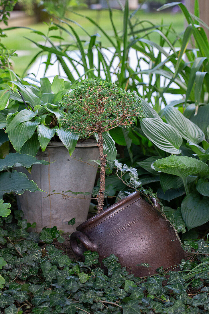 Zerbrochener Krug, entwurzelte Zuckerhutfichte, Efeu und Funkie im Garten