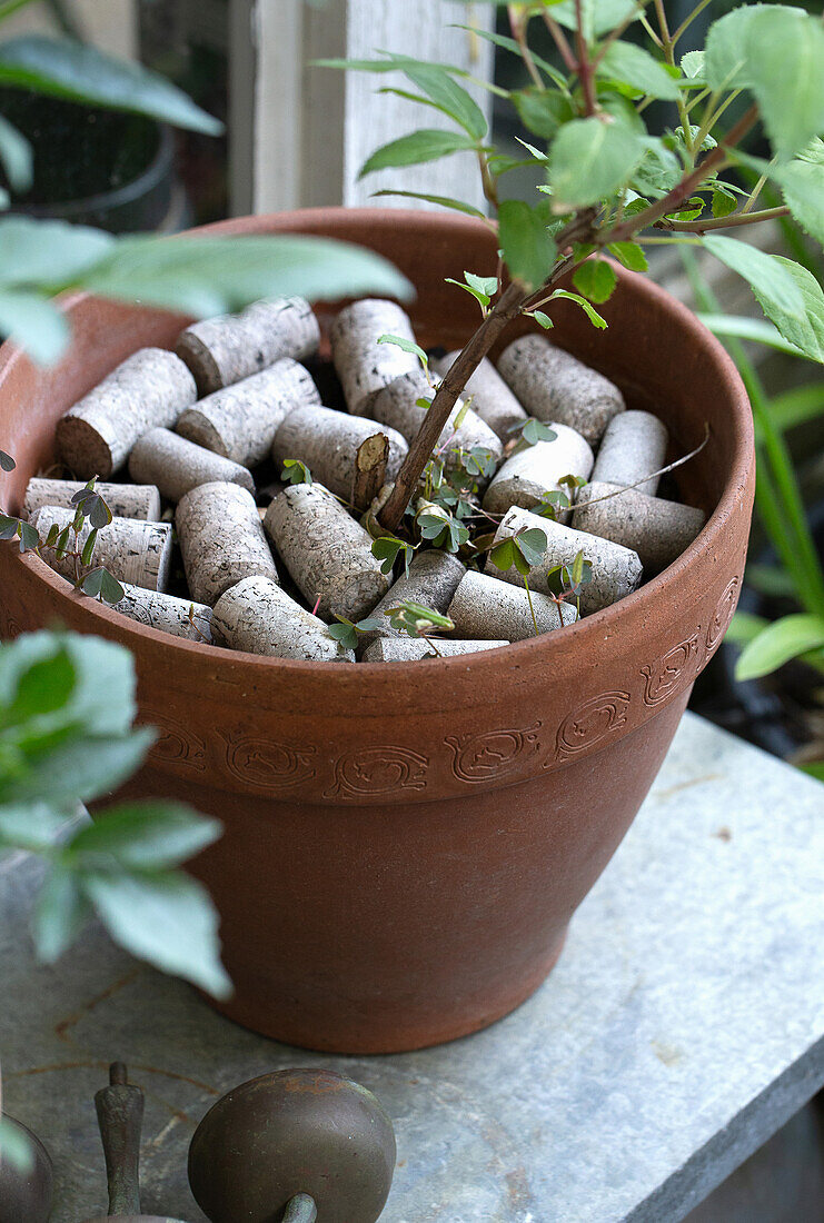 Old corks in a pot with a plant - good for retaining moisture