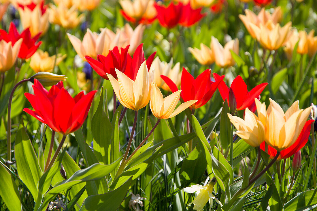Colourful tulips in spring light