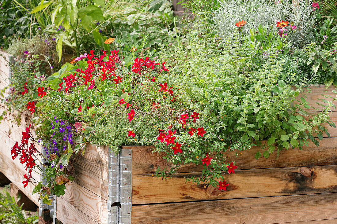 A colourfully planted raised bed