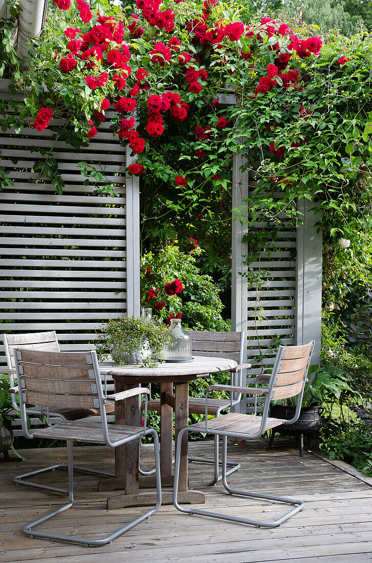 Sitzplatz auf Holzterrasse mit üppig blühenden roten Rosen