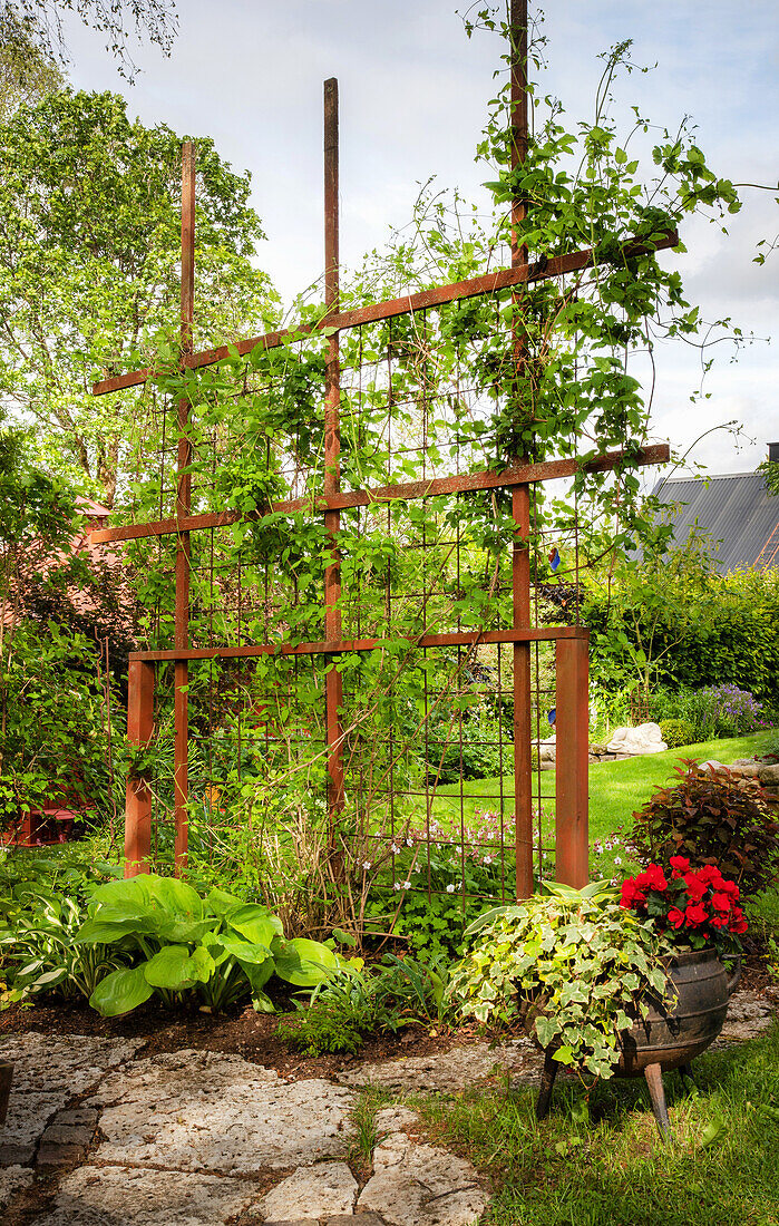Trellis with stainless steel fencing for clematis in the sunny garden