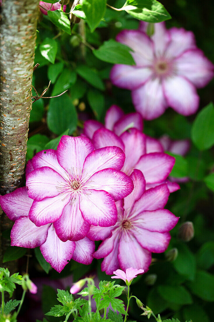 Large-flowered Clematis 'Liberty