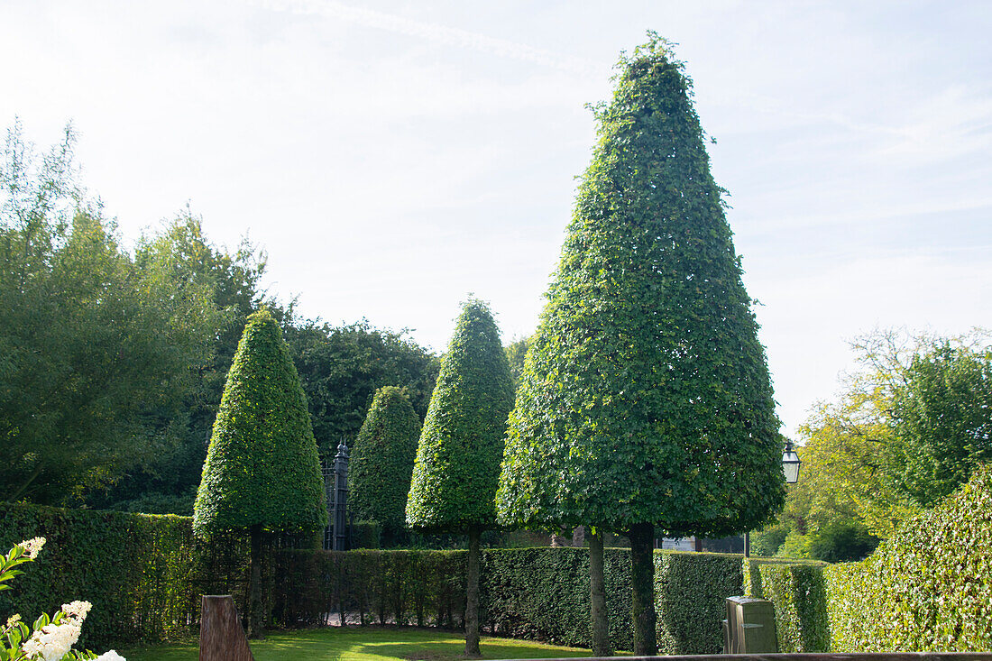 Formschnitt-Garten Topiary