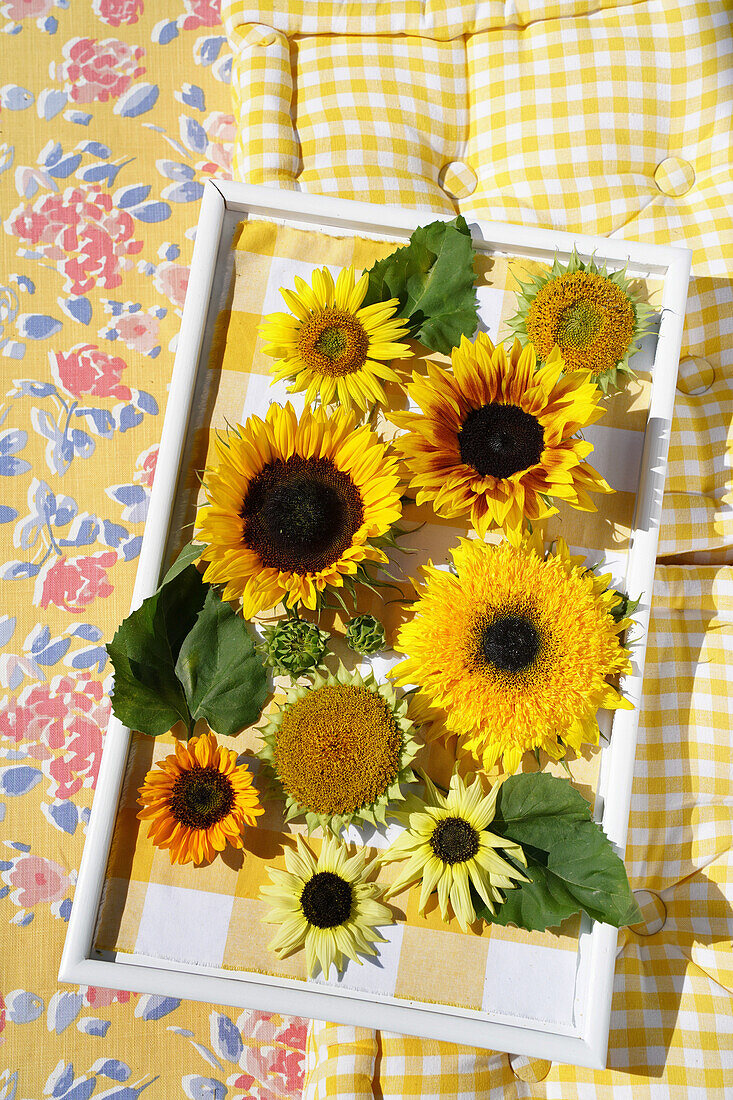 Sunflower tableau