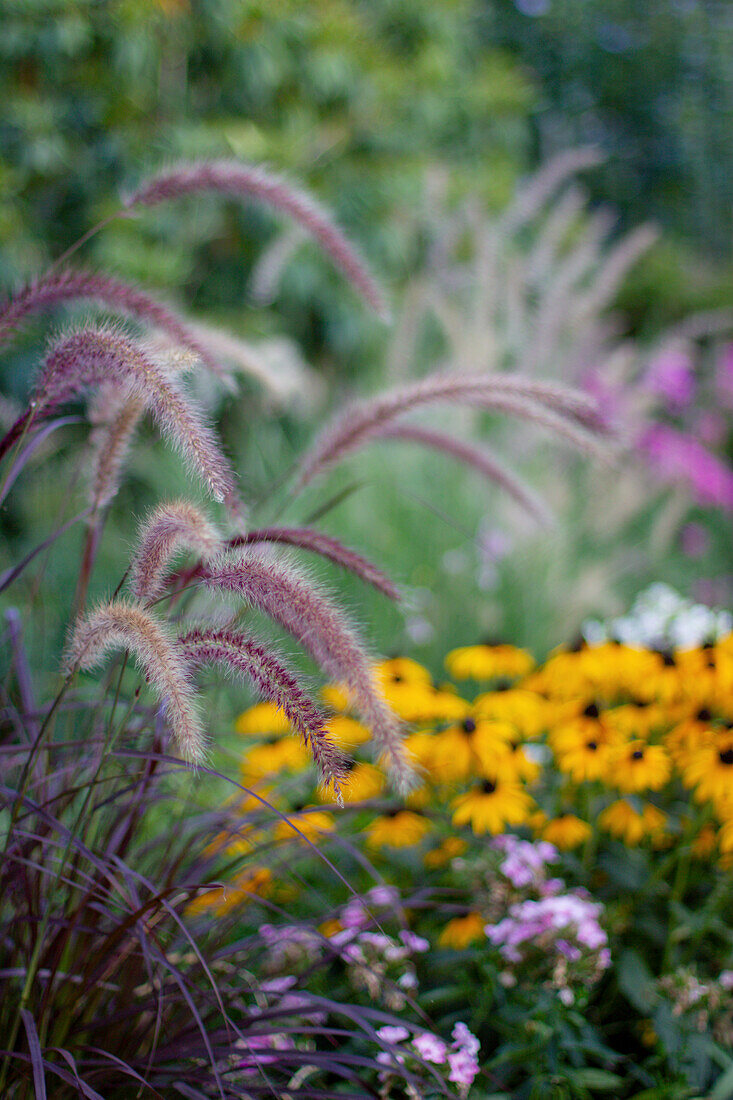 Chinese fountain grass in the garden