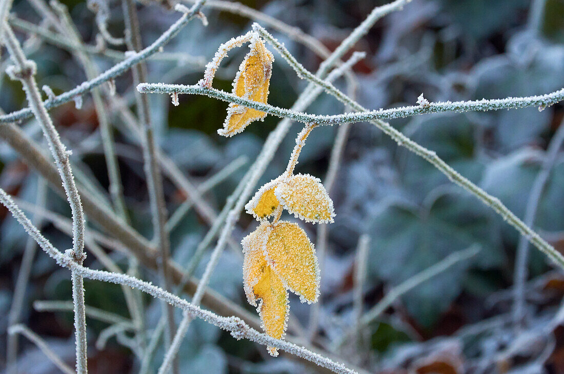 Yellow leaves on a branch with hoarfrost