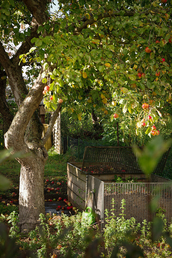 Kompostplatz unter einem Apfelbaum
