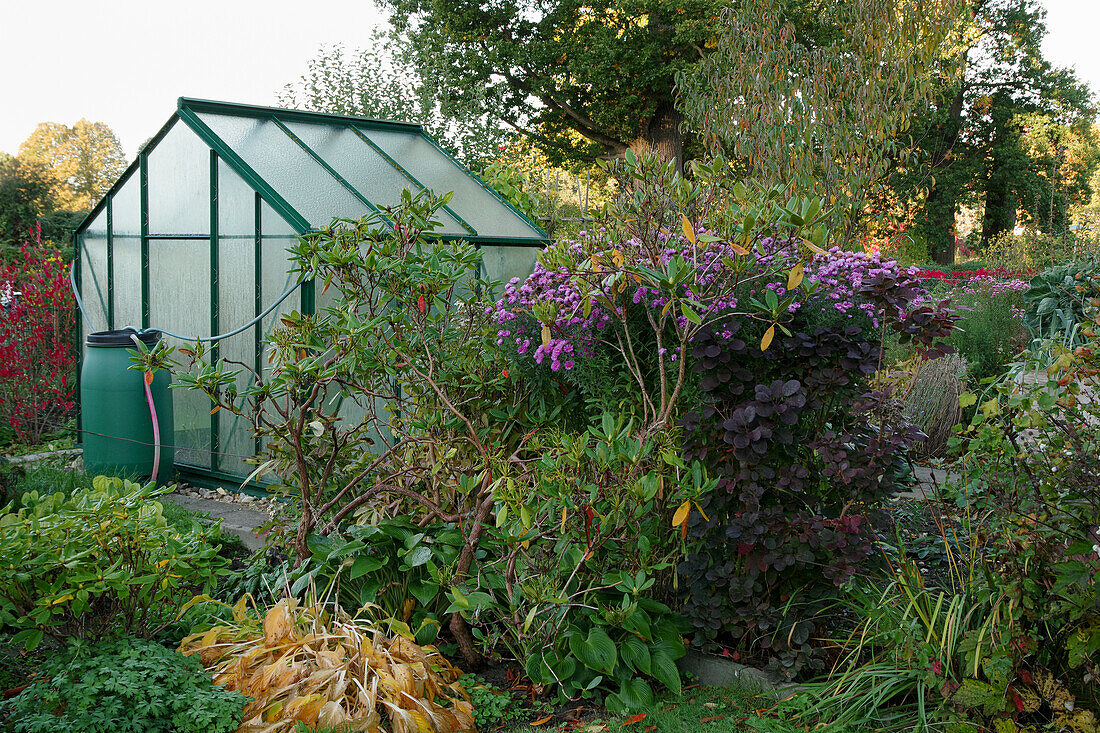 A greenhouse in an autumnal allotment garden