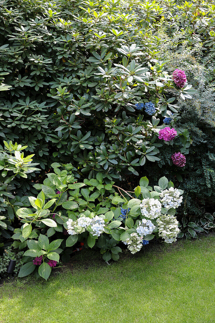 Hydrangeas in garden
