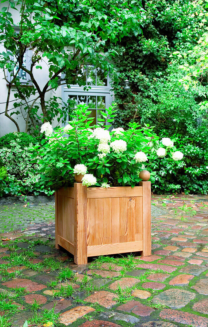 DIY wooden planters with panicle hydrangeas