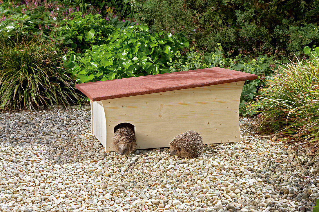 DIY hedgehog house