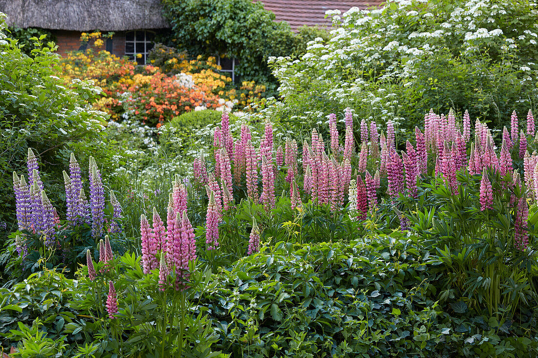 Lupines (Lupinus) in a perennial garden, Germany
