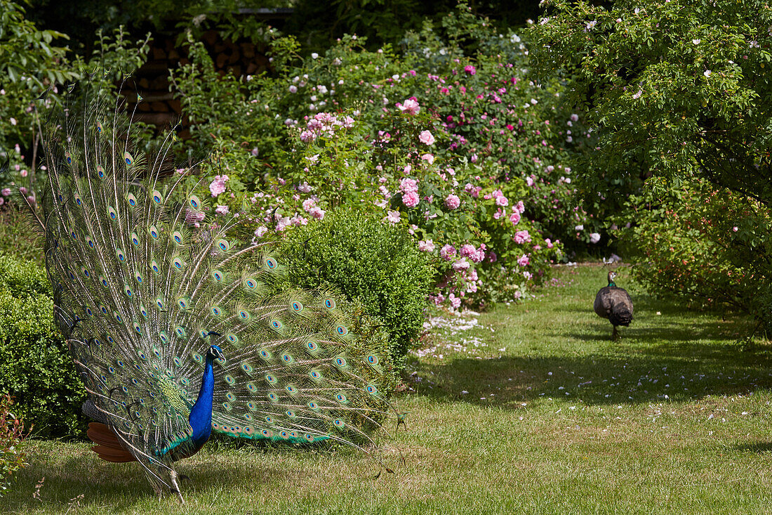 Blue peacock in a rose garden, Germany