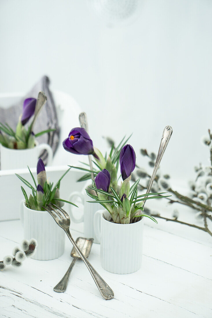 Tray with cups filled with crocus, pussy willows, and cutlery as a gardening tool