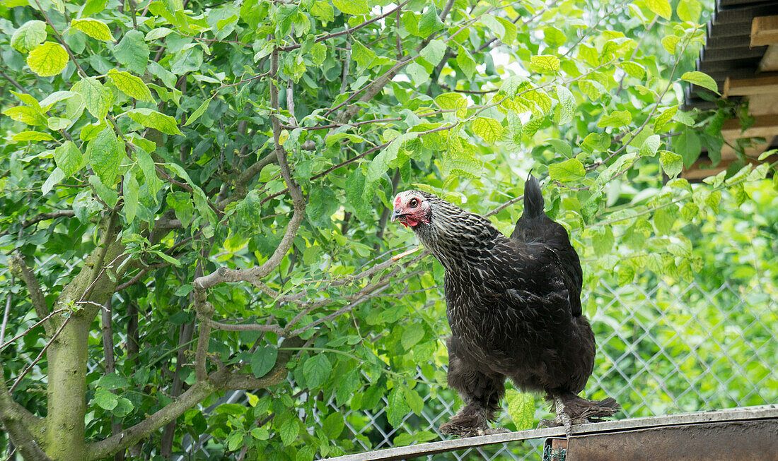 Hen on a fence under a tree