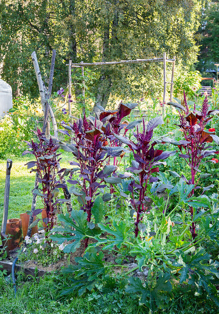 Roter Amaranth (Amaranthus var. rubrum) im Garten