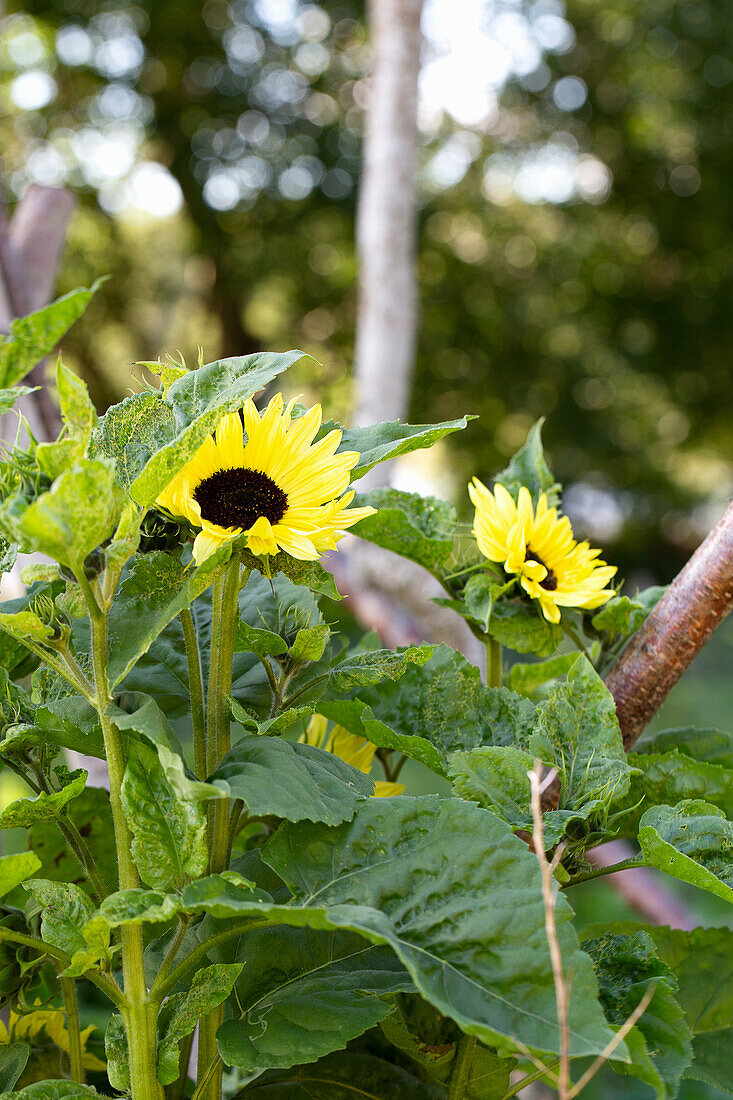 Sonnenblumen im Garten (Helianthus)