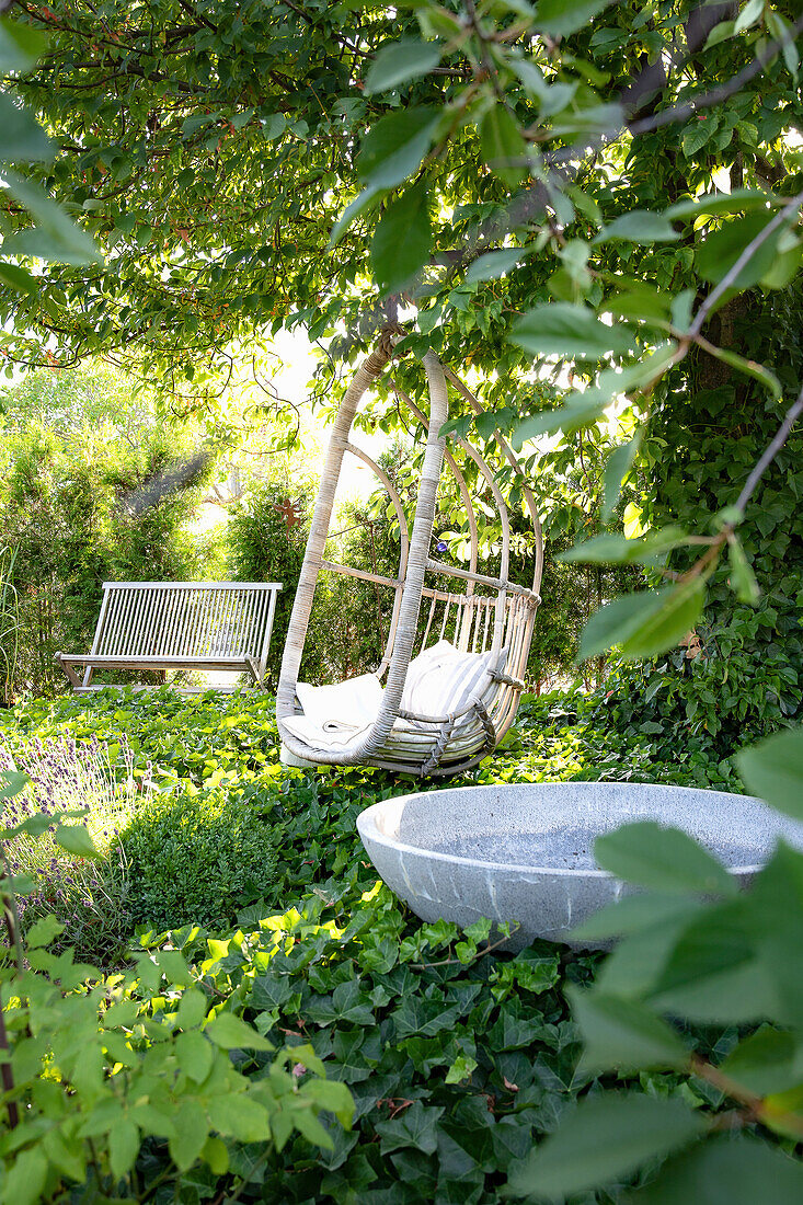 Swing chair by the ivy-covered tree, garden bench in the background